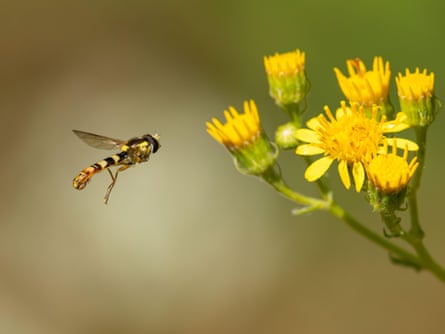 A long hoverfly (Sphaerophoria scripta) hovering on approach to ragwort wildflowers to feed