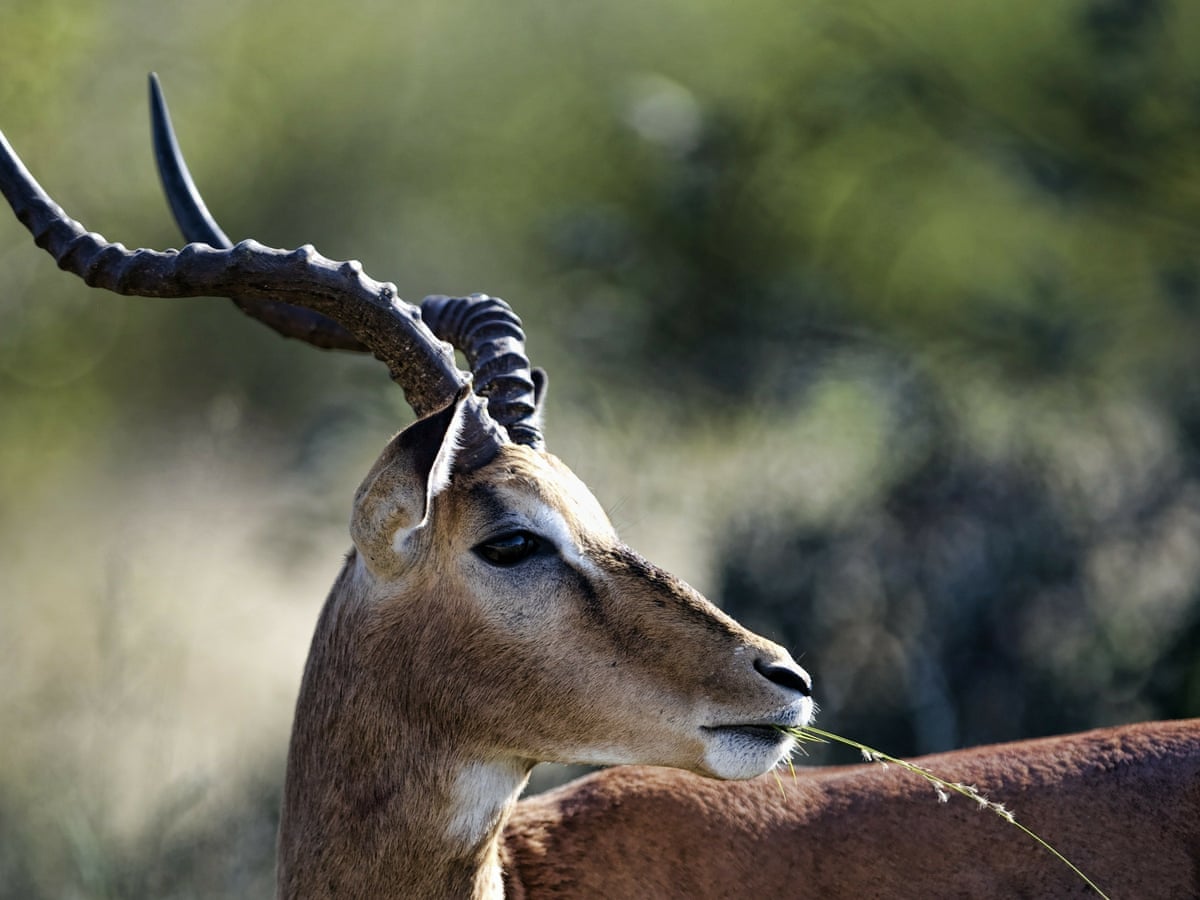 South African animal rights group tries to stop big game hunt | South  Africa | The Guardian