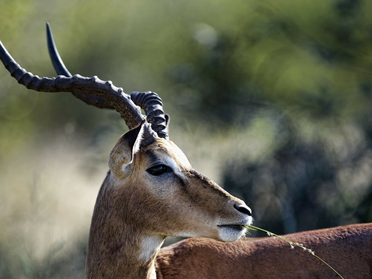 South African animal rights group tries to stop big game hunt | South Africa | The Guardian South African animal rights group tries to stop big game hunt | South Africa | The Guardian