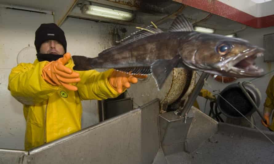 A fishery observer measures, tags and releases a juvenile toothfish