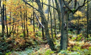 Autumn trees and bracken in Guisecliff Wood