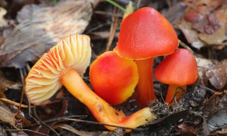 Crimson waxcap, blood red in the sunshine.