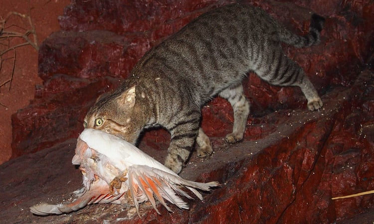 Shooters to target feral cats in NSW national parks amid boom in population Shooters to target feral cats in NSW national parks amid boom in population
