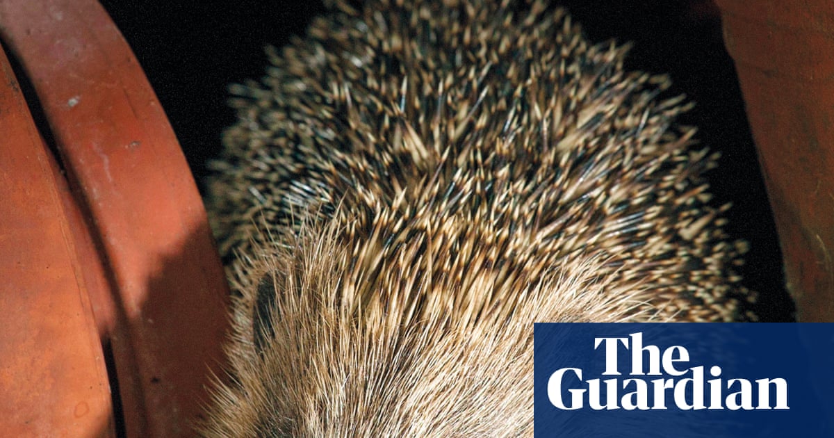 Housing secretary tells Labour MPs to vote down planning bill amendment