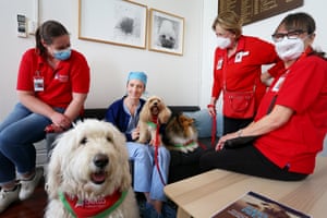 Sydney, Australia. Doctors greet Delta therapy dogs and owners during a Paws the Pressure session at St Vincent’s hospital