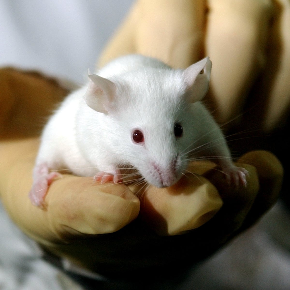 Scientific procedures involving animals at lowest level since 2010 | Animal  experimentation | The Guardian