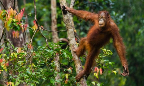 The total number of orangutans in Borneo has fallen to less than 100,000, half what it was in 1995. 