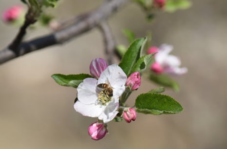 A bee collects pollen from a white apple blossom with pink buds on a branch