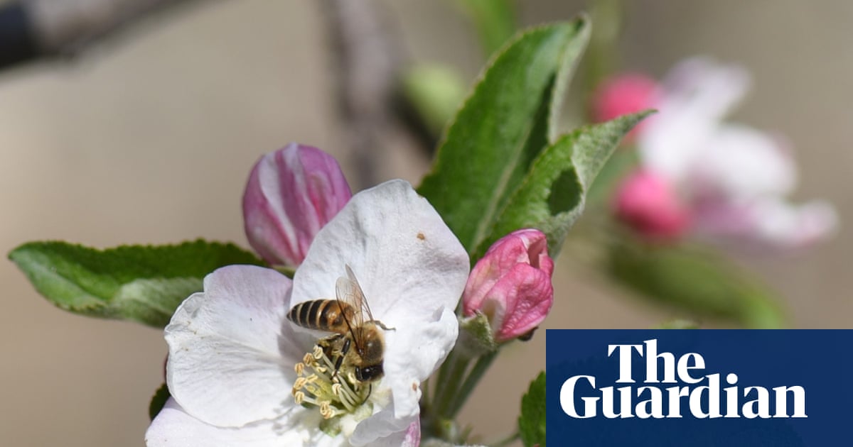 Pollinators in peril: scientists reveal the hidden human health costs of the world’s disappearing bees