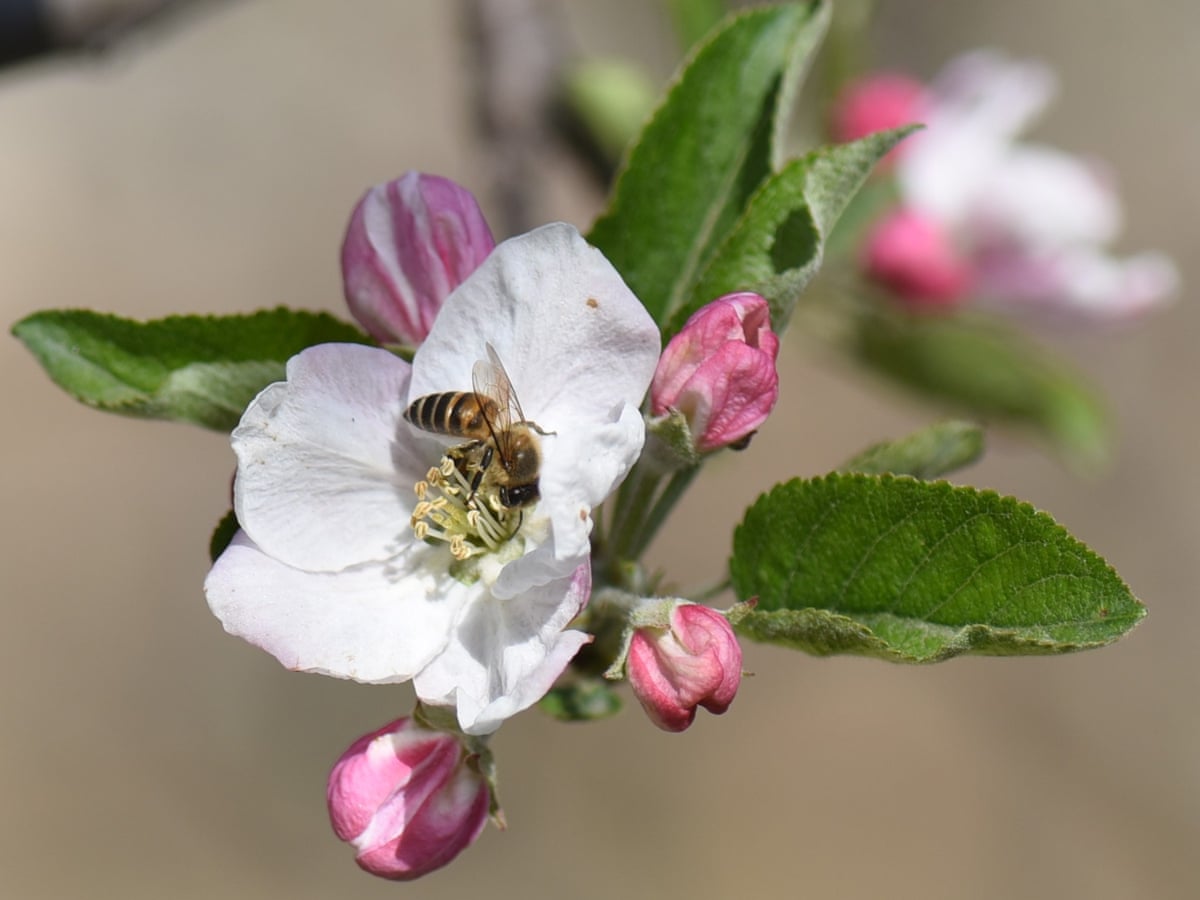 Pollinators in peril: scientists reveal the hidden human health costs of the world's disappearing bees | Bees | The Guardian