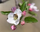 Pollinators in peril: scientists reveal the hidden human health costs of the world’s disappearing bees