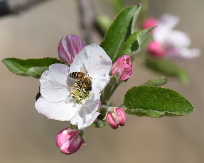 Pollinators in peril: scientists reveal the hidden human health costs of the world’s disappearing bees