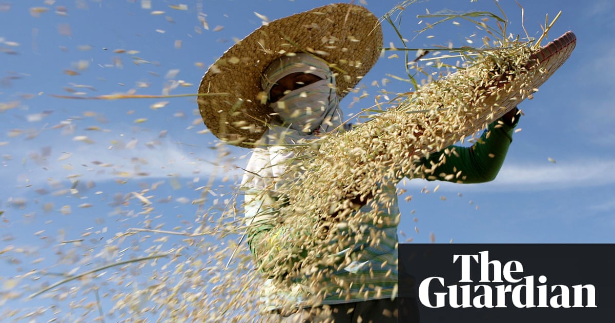 Climate change 'will make rice less nutritious' | Environment | The Guardian