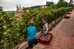 Two people picking grapes from vines in front of Prague Castle