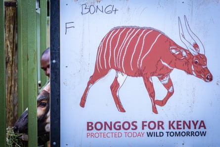 A shipping container with a picture of a bongo and ‘Bongos for Kenya’ written on it.
