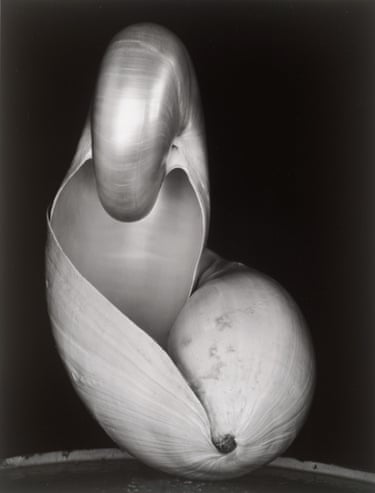 Close-up black-and-white photo of two overlapping seashells, by Edward Weston