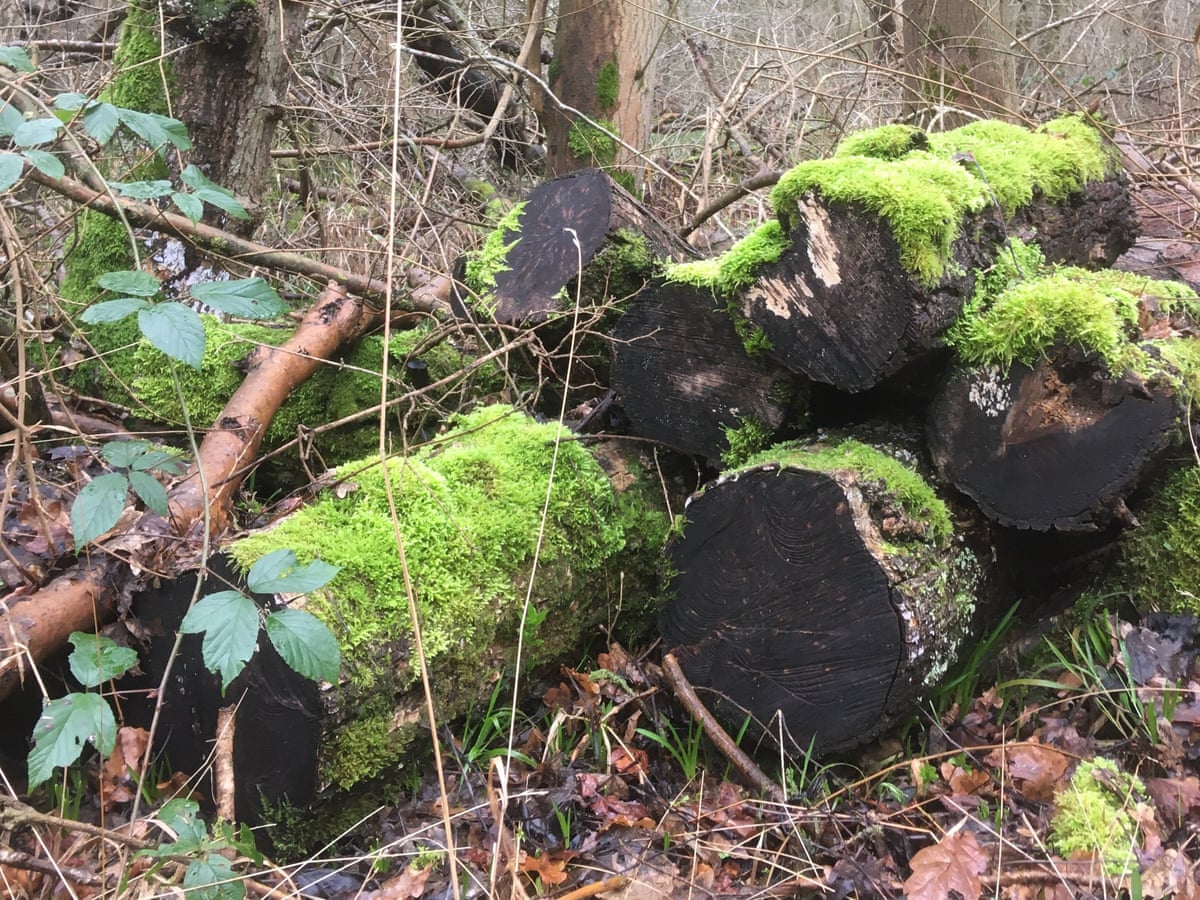 Country Diary The Lair Of The Blue Grey Worm Invertebrates The Guardian