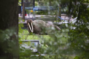 Kotka, Finland: a walrus lies in the yard of a house