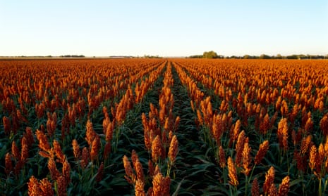 Garlic Master' seeks tradition, variety, Crops