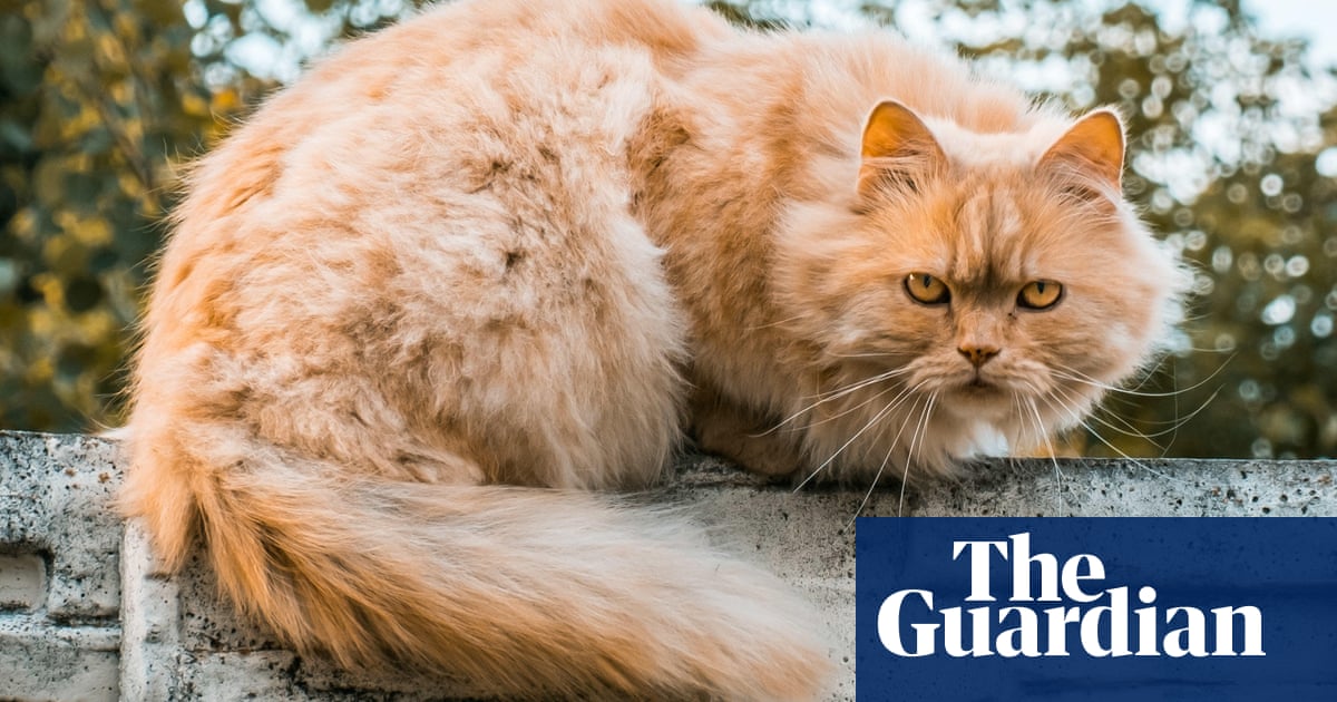 Scientists solve the mystery of ginger cats helped by hundreds of cat owners