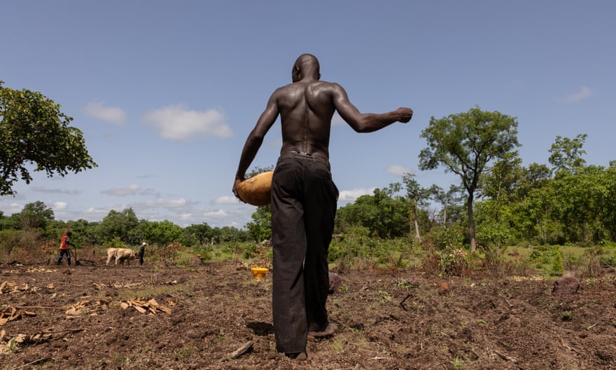 Un agriculteur dos à la caméra saupoudre des graines de fonio sur de la terre brune