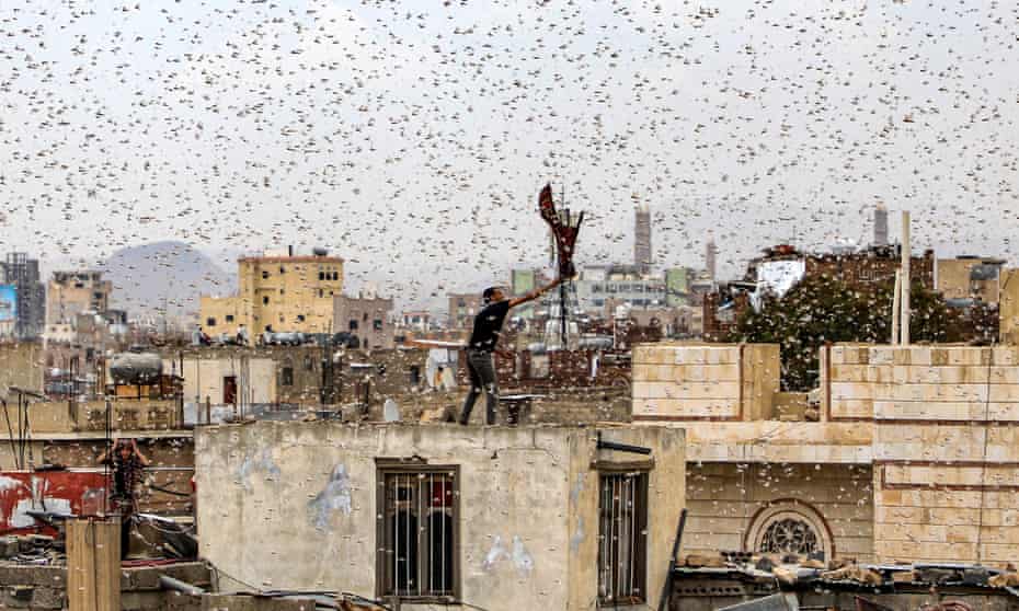 A man tries to catch locusts as they swarm over Sana’a in July 2019