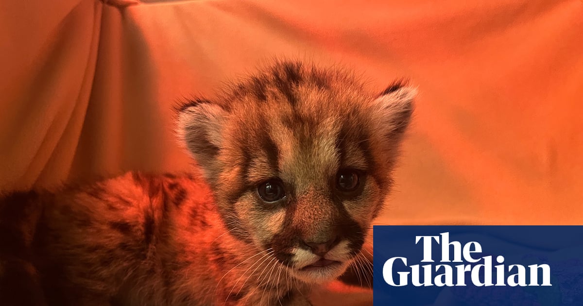 Abandoned Mountain Lion Cub Highlights Habitat Loss Crisis in California