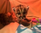 Three-week-old mountain lion cub rescued by California biologists Three-week-old mountain lion cub rescued by California biologists
