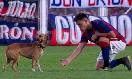 Runaway dog steals the show in Argentinian Primera División match – video
