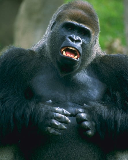 A male lowland gorilla.