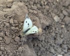 Young country diary: Helping a butterfly into its new phase of life | Ottoline