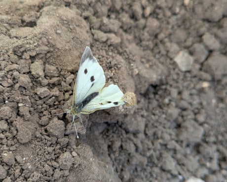 Young country diary: Helping a butterfly into its new phase of life | Ottoline