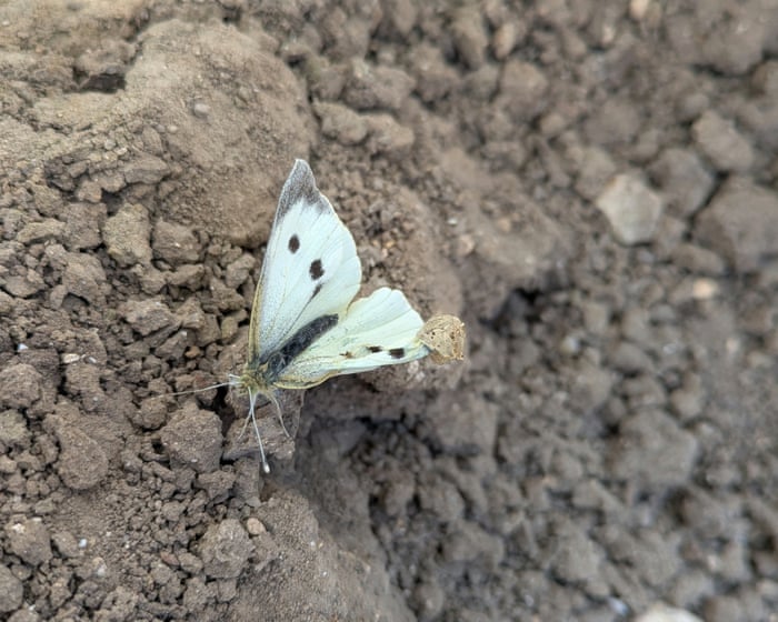 Young country diary: Helping a butterfly into its new phase of life | Ottoline