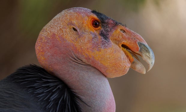 ‘Wondrous and amazing’: female California condors can reproduce without males Molloko the condor. The scientists’ findings were a ‘eureka moment’, says a zoo official. Photograph: Mike Blake/Reuters