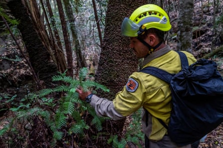 A member of the specialist team of remote-area firefighters and parks staff inspects the endangered Wollemi pines for bushfire damage.