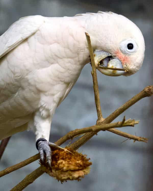 Goffin’s cockatoo manufacturing a tool from a tree branch