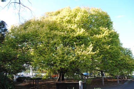 Golden wych elm (Ulmus glabra ‘Lutescens’) in South Yarra