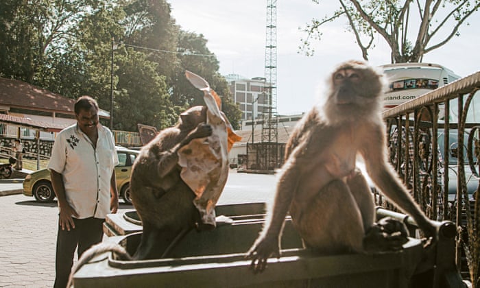 Greedy killer monkeys found eating large rats in Malaysia, leaving