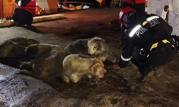 More of the rescued sheep reach shore