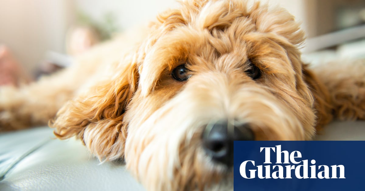 Pet sounds: dogs’ favourite Christmas songs revealed