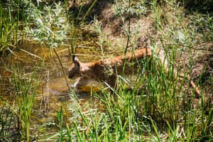 A lynx walks through a pool surrounded by reeds