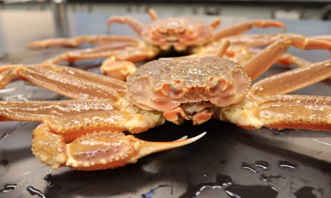 A large, pinkish-orange crab with maybe 1-foot-long claws, on a wet black plastic surface.