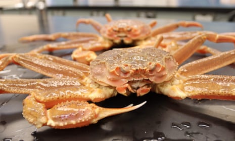 A mature male snow crab on the deck of a survey vessel in the east Bering Sea