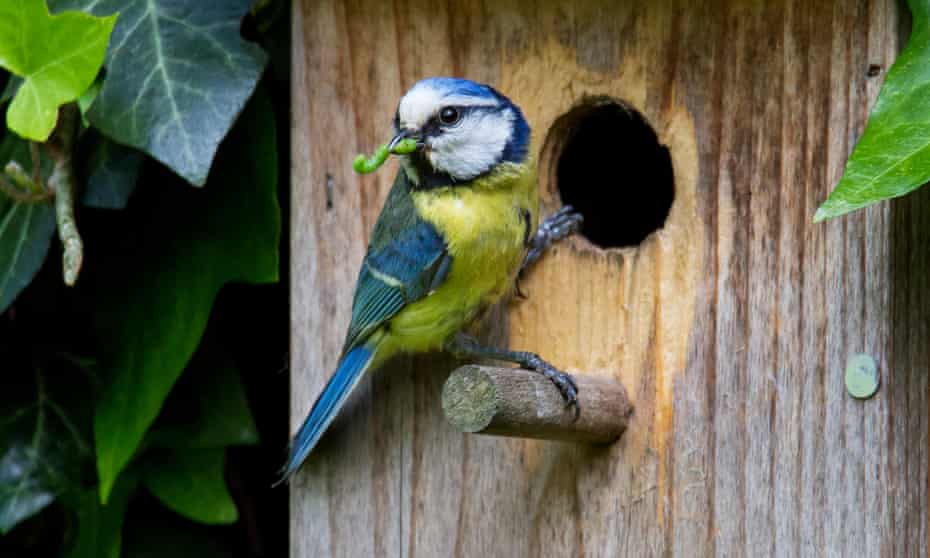 Eurasian blue tit at nestbox in garden with grub in beak.