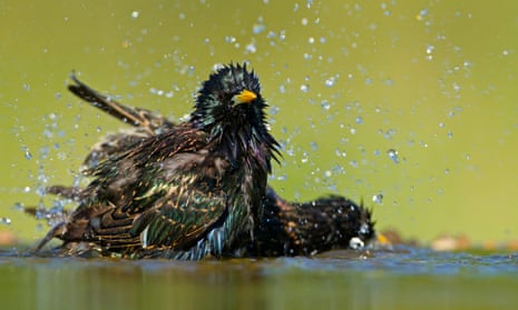Two starlings bathing: the birds are a stocky species that bathe and drink together in groups
