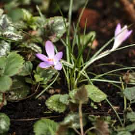 A crocus in Charlotte’s allotment garden.