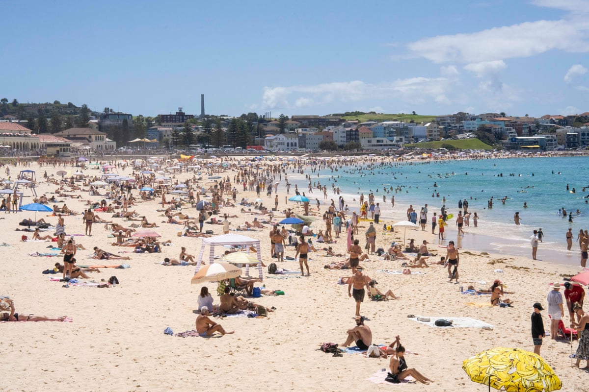 NSW Government Plans Trial Removal Shark Nets Sydney, Central Coast Beaches