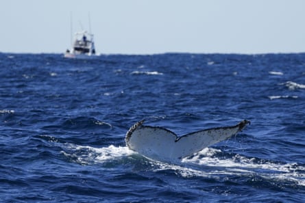 A humpback whale dives off the coast of Port Stephens, New South Wales.