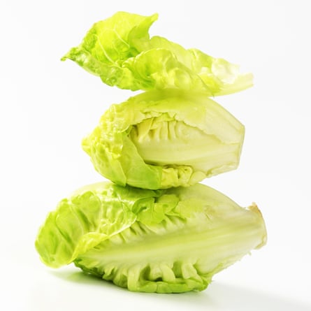 Little Gem of Lettuce