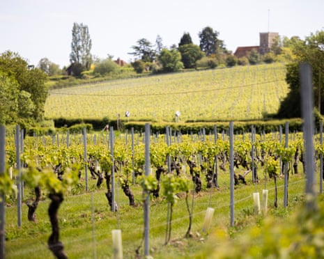 Rows of young grapevines stretch across a green field with a church and buildings visible on a hill behind